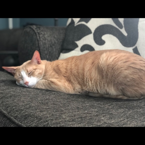 Meet your Posher, Joshua - Picture 5 of 5